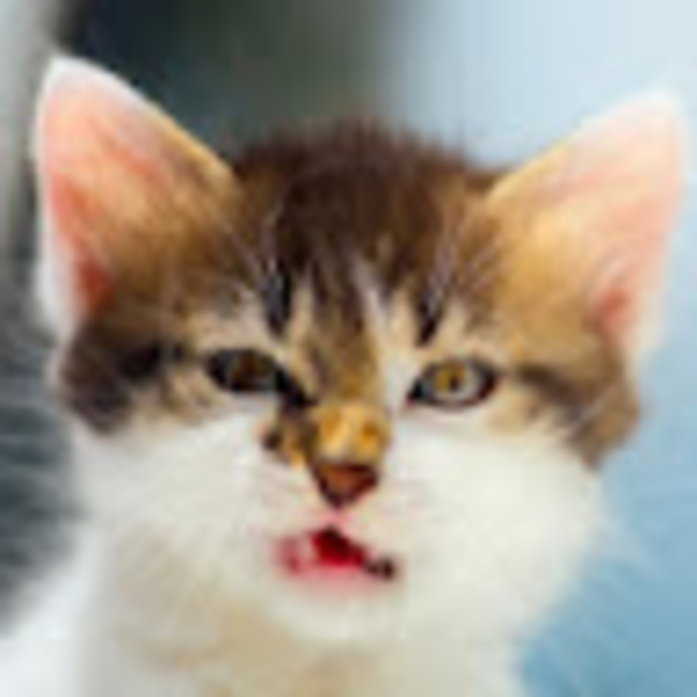 Meet your Posher, Elena